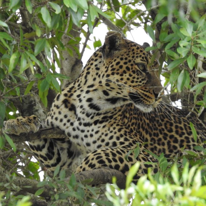 A leopard resting in a tree on safari